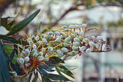Grevillea robusta